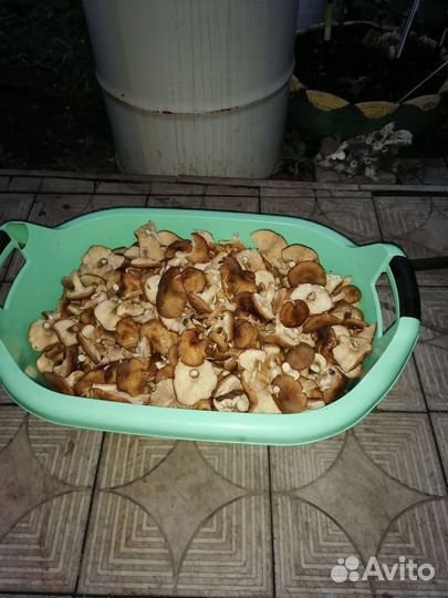 Вывоз пищевых отходов, мясо свинина дом