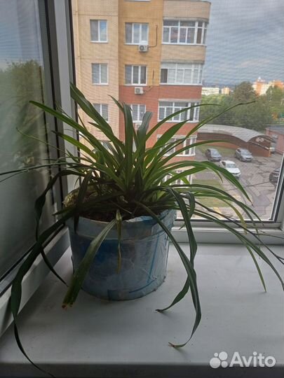 Хлорофитум