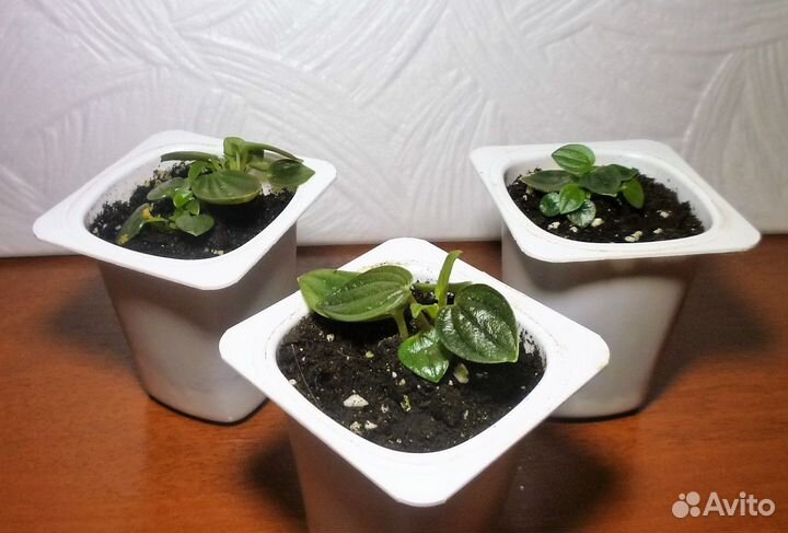 Пеперомии (Peperomia)