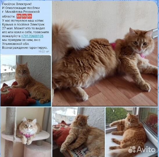 Потерялся кот