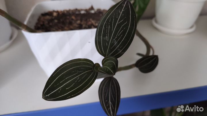 Драгоценная орхидея лудизия