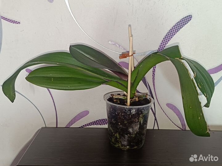 Фаленопсис Splash Gordon. Отцвёл