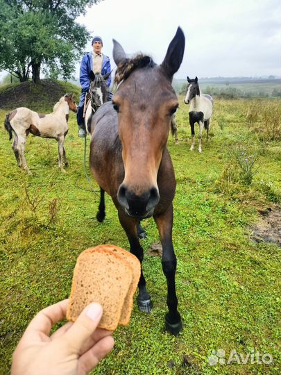 Лошади
