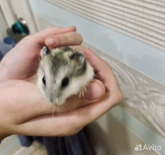 Хомики джунгарики