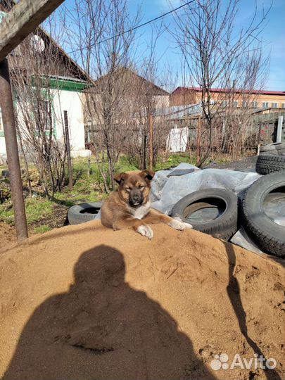 Щенок девочка 3 месяца в добрые руки