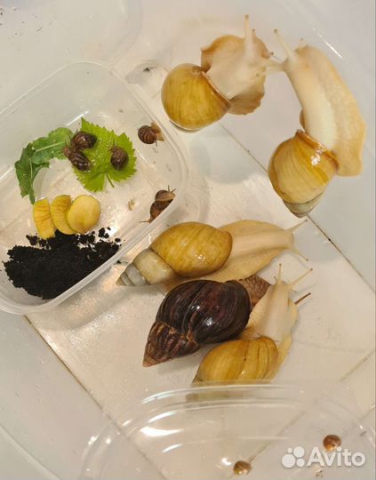 Улитка ахатина