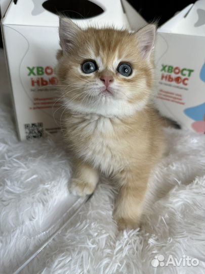 Британская золотая шиншилла шоу класса