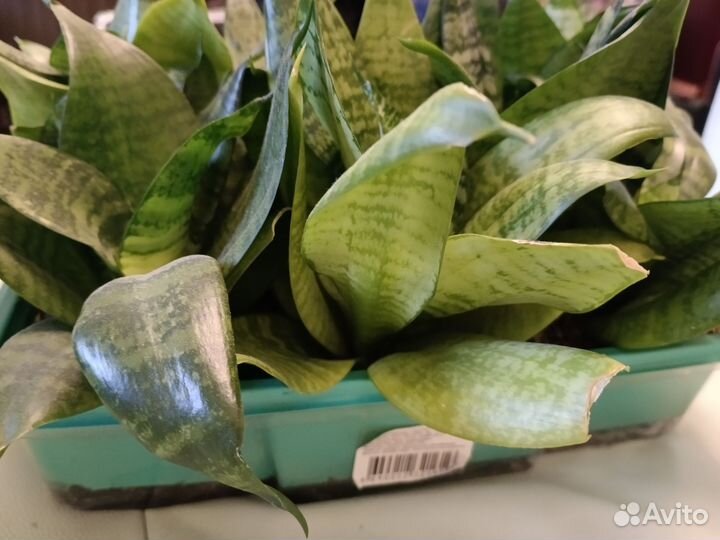 Сансевиерия