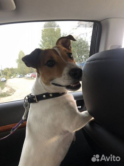 Вязка джек рассел