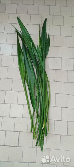 Сансевиерия(щучий хвост,тещин язык)детки,отростки