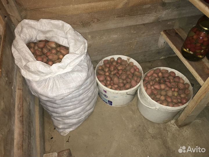 Картошка мелькая; Доставка; семенная; едовая