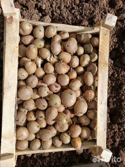 Продам картофель на посадку