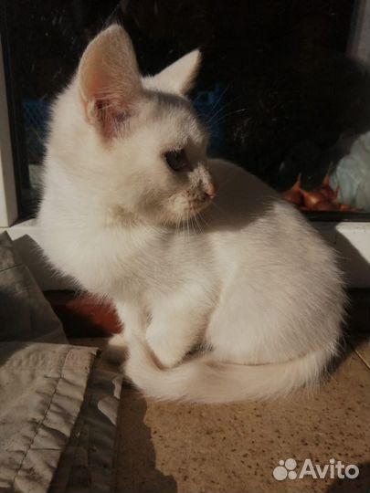 Кошка в дар бесплатно