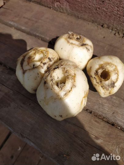 Луковицы рябчика императорского