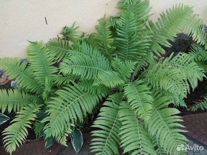 Многолетние садовые растения