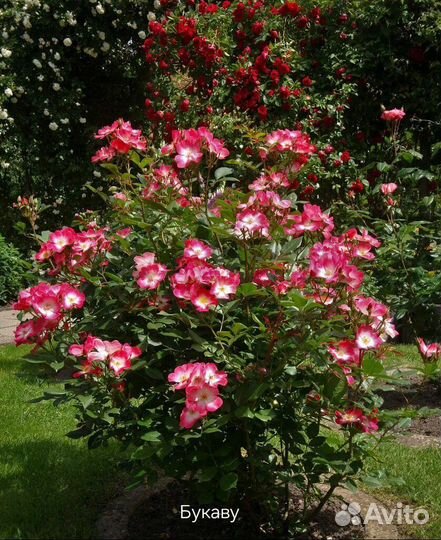 Саженцы мускусных роз