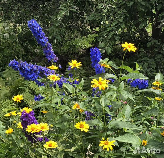 Дельфиниум