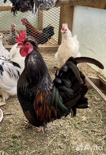 Куры бентамки