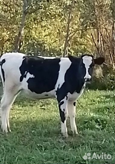 Тёлка 7 месяцев