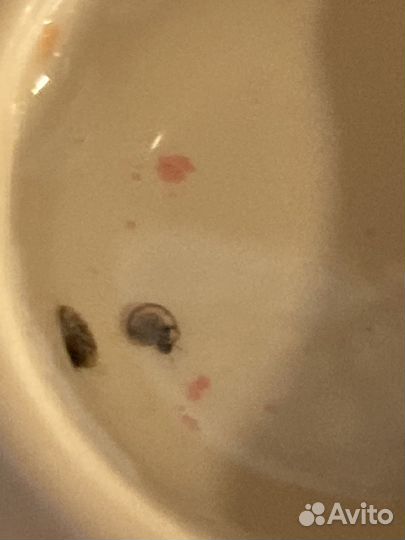 Ампуляррии