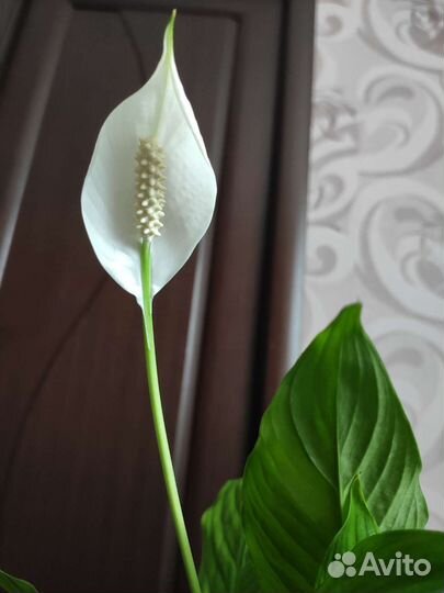 Спатифиллум цветущий