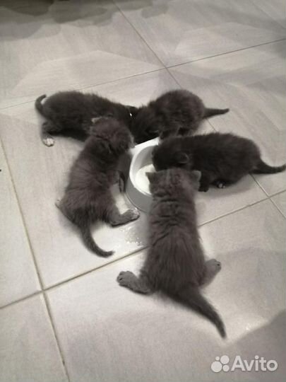 Шотландские котята