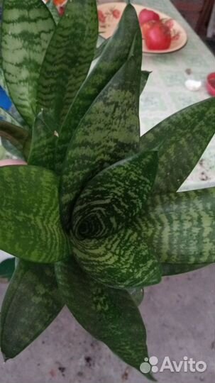 Сансевиерия Ханни Грин