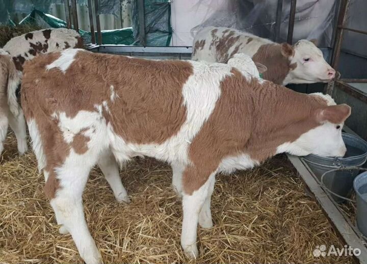 Бычки молодняк