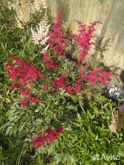 Астильба кусты