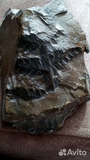 Папоротник окаменелость, происхождение 60 млн.лет