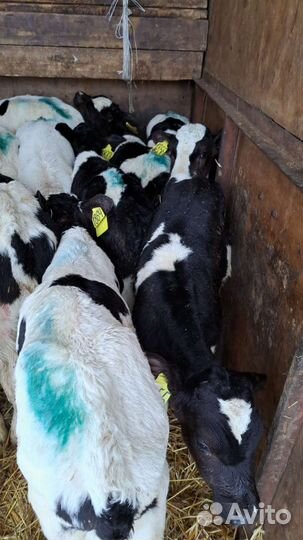 Телята бычки