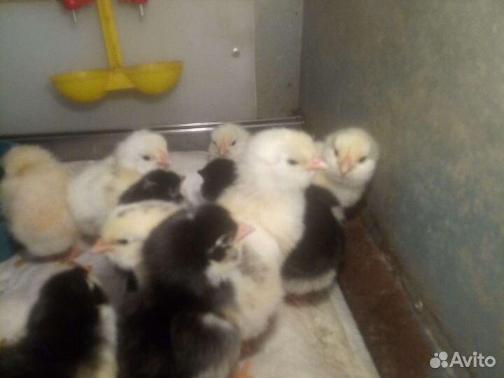 Цыплята, яйцо