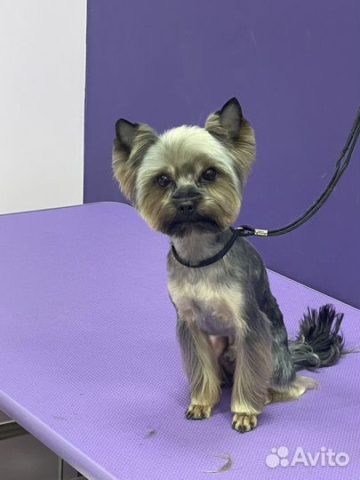 Грумер стрижка собак