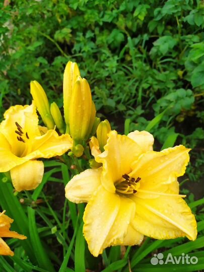 Лилейники сортовые