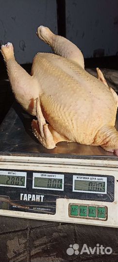 Мясо курицы бройлер, бульонная, утка