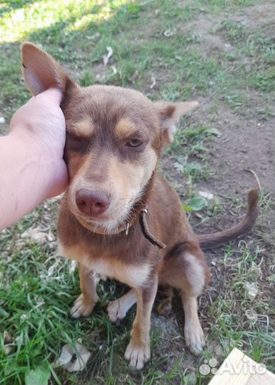 Щенок в добрые руки