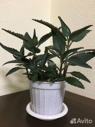 Каланхоэ «чихалочка» лечебное доктор