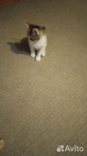 Отдам котёнка в добрые