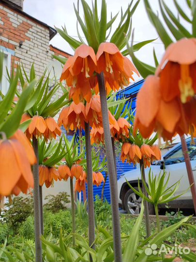 Луковицы рябчика императорского