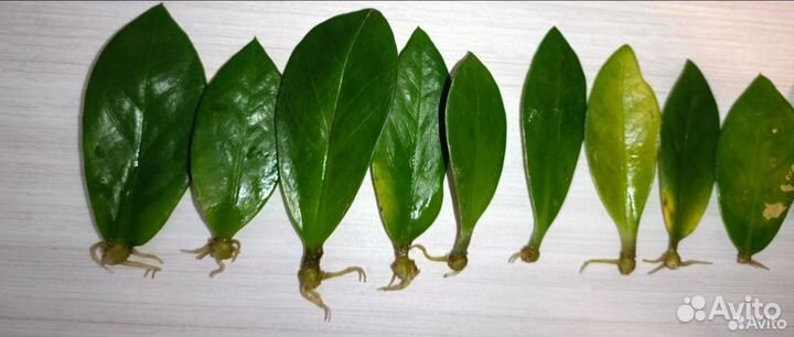 Замиокулькас листики