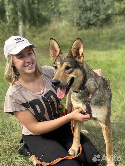 Игривая и ласковая щенуля тоскует в приюте