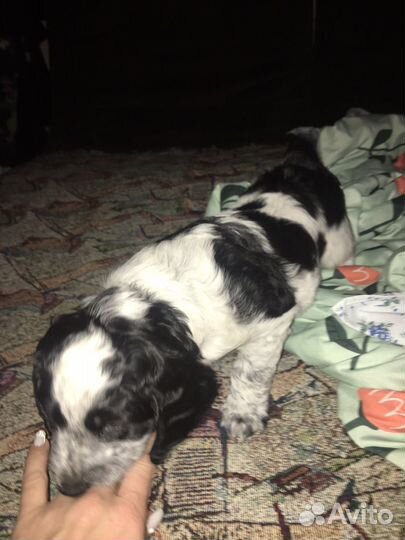 Русский спаниель)