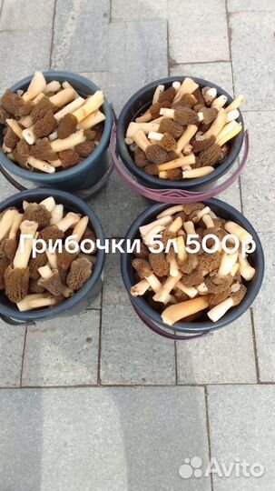 Грибы сморчки