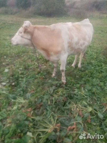 Корова дойная