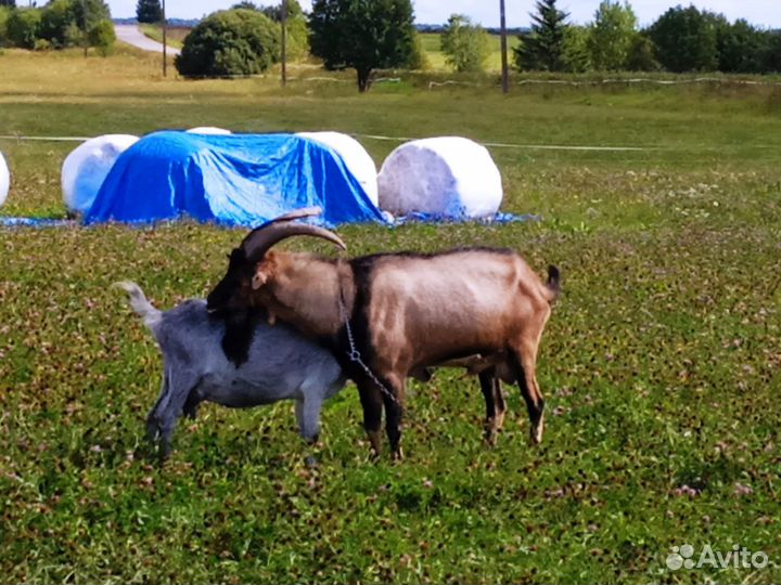 Козел альпийский