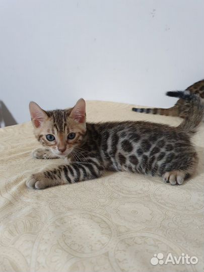 Бенгальские котята
