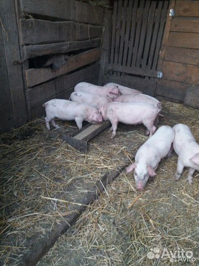Поросята