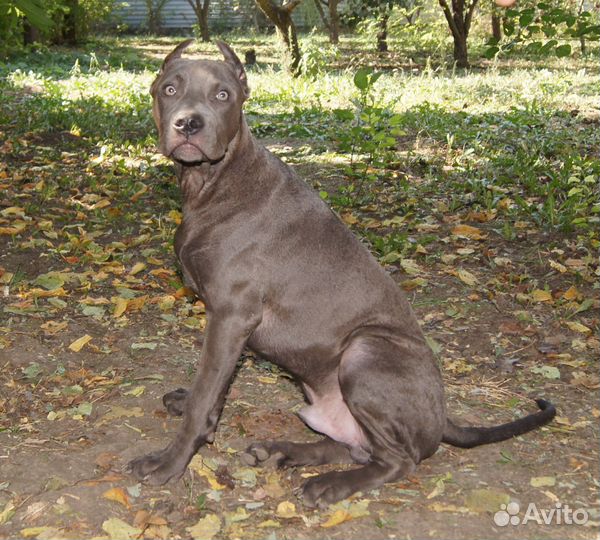 Щенки Прайтера