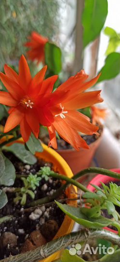 Декабрист шлюмбергера оранжевый