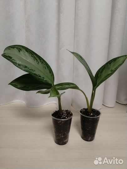 Аглаонема Сильвер бей